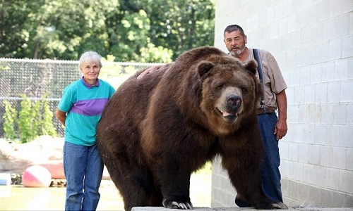 Đôi vợ chồng Mỹ coi gấu nâu nặng gần 7 tạ như con ruột