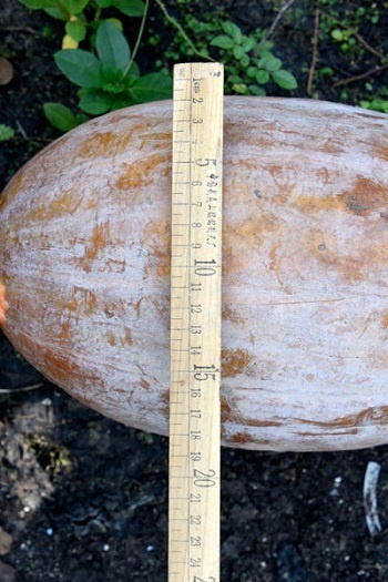 Quả bí ngô nặng 40 kg trong vườn nông dân Trung Quốc