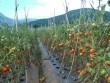 Giá cà chua tăng kỷ lục vì dịch bệnh hoành hành
