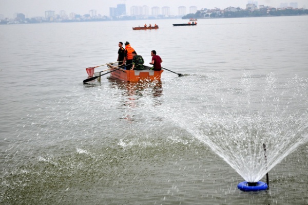 Hà Nội đã thu gom 200 tấn cá chết ở Hồ Tây