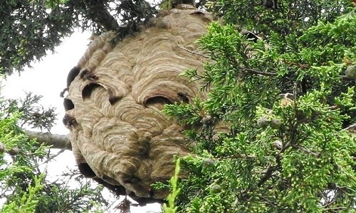 Anh tiêu hủy tổ ong bắp cày khổng lồ treo trên cây