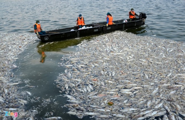 Bộ Công an đang điều tra vụ cá chết tại hồ Tây