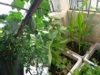 Vườn rau không hóa chất của bà mẹ trẻ ở Hưng Yên