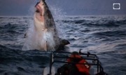 Cá mập 1,4 tấn phi thân bắt mồi thần tốc