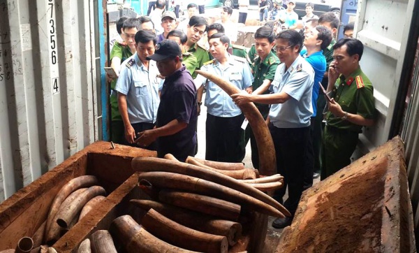 Hơn 2 tấn ngà bắt giữ tại cảng Cát Lái là ngà voi châu Phi