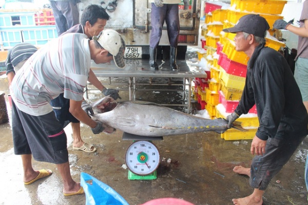 Giá cá ngừ bất ngờ “tăng vọt”, ngư dân thu lãi trăm triệu đồng/chuyến