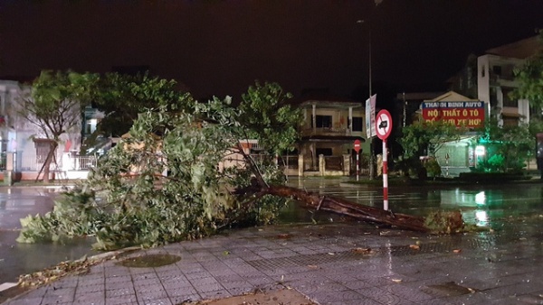 Mưa lớn, gió mạnh, cây đổ la liệt tại Huế