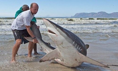 Ngư dân mạo hiểm kéo cá mập dài 2,5 mét về biển