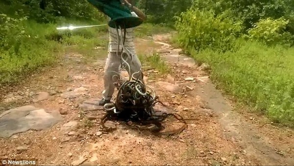 Rợn người khoảnh khắc hàng trăm con rắn được thả vào rừng