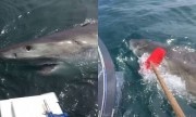 Ngư dân dùng chổi chiến đấu với cá mập trắng khổng lồ