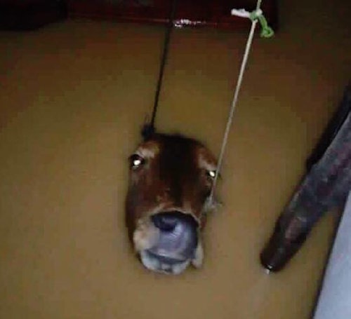 Bức ảnh con bò chìm trong nước lũ gây xúc động