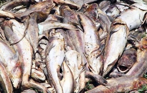 Hơn 250 tấn cá làng bè Vũng Tàu chết do mưa lớn