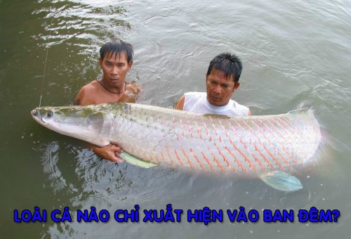 Ở Việt Nam loài cá nào chỉ xuất hiện vào ban đêm?
