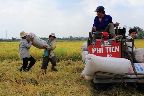 Gạo Việt bị trả về, tổn thương khó lường!