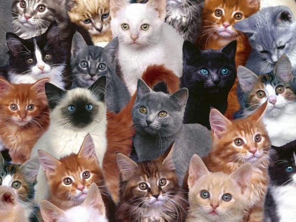 Mỹ: Hoảng hốt phát hiện xác 40 con mèo trong tủ lạnh