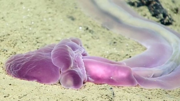 Những sinh vật màu tím kì lạ dưới đáy Thái Bình Dương