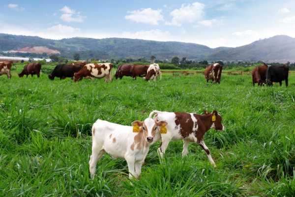 Trang trại bò sữa organic theo tiêu chuẩn Châu Âu đầu tiên tại Việt Nam