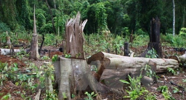 Phó Thủ tướng yêu cầu Bộ Công an điều tra vụ giết 3 bảo vệ rừng
