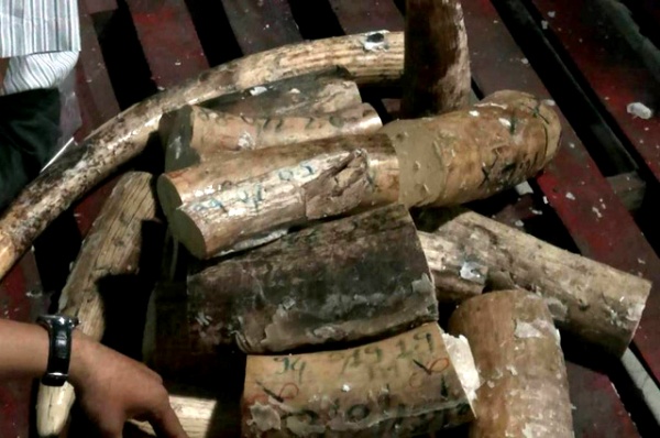 Phát hiện thêm 1 tấn ngà voi ngụy trang tinh vi trong lô gỗ rỗng ruột