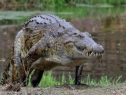 Giật mình: Cá sấu 2m rình mò, cắn người đang bơi