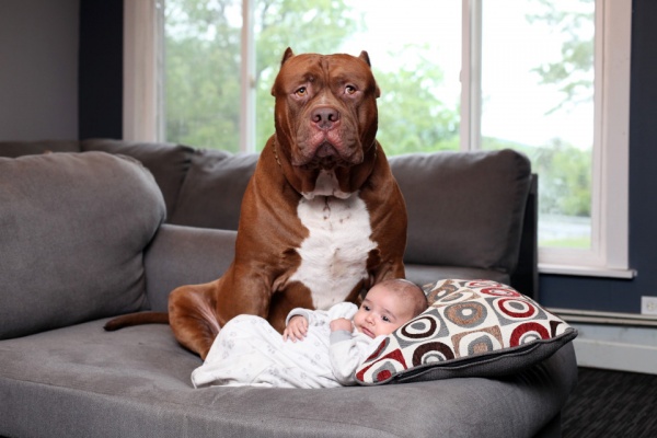 Cặp vợ chồng trẻ để chó pitbull 76kg trông con 3 tháng tuổi
