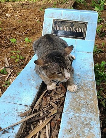 Chú mèo nằm bên mộ chủ suốt một năm không rời
