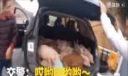 Tài xế Trung Quốc chở đầy lợn trong khoang hành lý