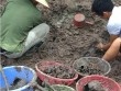 Tin mới nhất vụ hài cốt chôn trộm ở Thái Bình
