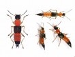 Nọc độc của kiến ba khoang mạnh gấp 10 lần nọc rắn hổ