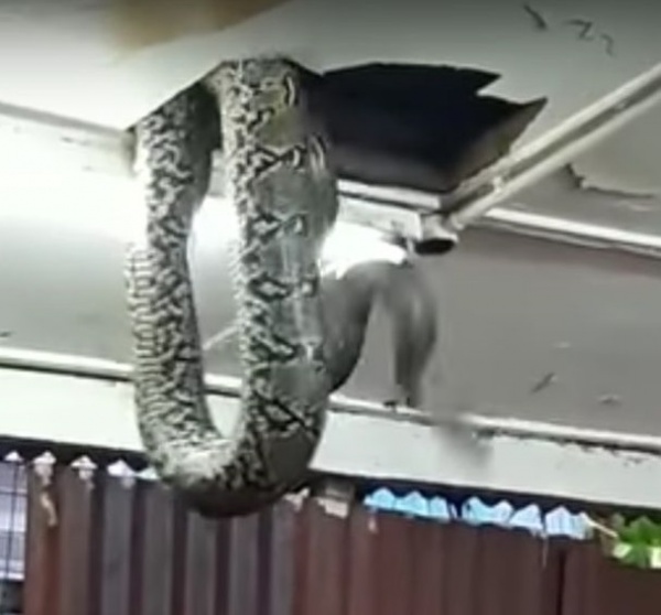 Đang ăn tối ở nhà hàng bỗng thấy rắn khổng lồ trên đầu