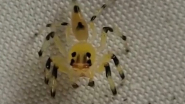 Ghê sợ với nhện “ngoài hành tinh” có đầu trong suốt