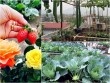 Vườn rau sân thượng 170m2 chen chúc rau, hoa, quả rực rỡ của mẹ Việt