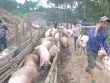 Trung Quốc tăng mua, giá lợn hơi tăng trở lại