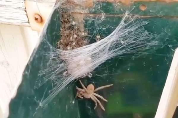 Mở hộp thư, kinh hoàng phát hiện nhện thợ săn mẹ và hàng trăm nhện con