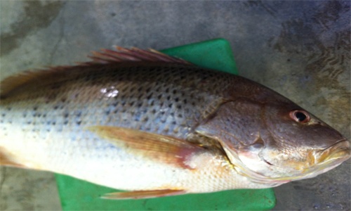 Bắt được cá 3 kg như sủ vàng tỷ đồng ở Phú Yên
