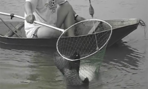 Cá trắm "khủng" vùng vẫy trăm mét vì mắc câu ở hồ Hà Nội