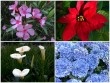 9 loại hoa đẹp nhưng cực độc, tuyệt đối không trồng trong nhà có trẻ nhỏ