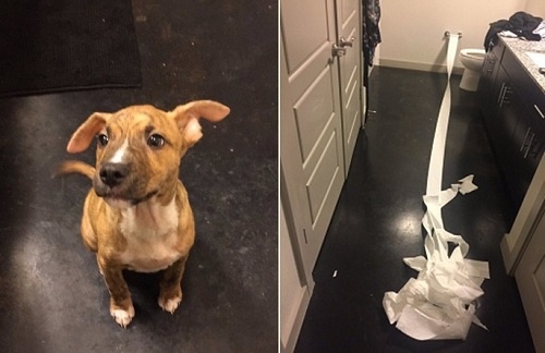 Con chó lấy giấy vệ sinh tự dọn nước tiểu gây sốt mạng xã hội