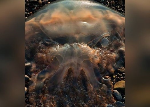 Con sứa kinh dị trông như “ác mộng” dạt bờ biển Scotland