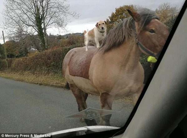 Chó ung dung cưỡi ngựa trên đường, tự tin như người