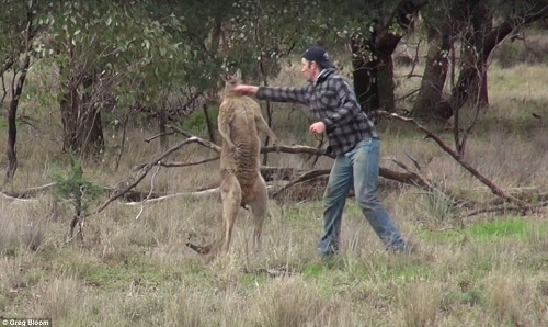 Người đấm kangaroo giải cứu chó cưng bị điều tra