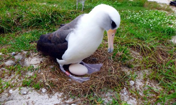Chim biển già nhất thế giới đẻ trứng ở tuổi 66