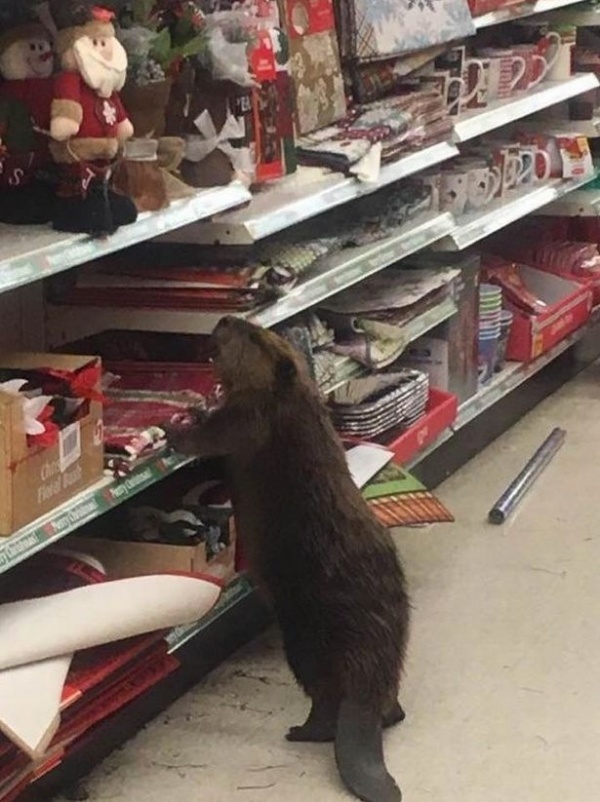 Mỹ: Hải ly vào siêu thị để “mua sắm” đồ Giáng sinh