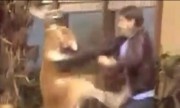 Kangaroo tung đấm bốc với người dạy thú trong show truyền hình