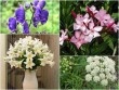 6 loại hoa đẹp xuất sắc nhưng chứa chất kịch độc gây chết người