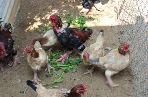 Gần Tết, gà Đông Tảo giá 10 triệu đồng/con vẫn hút khách