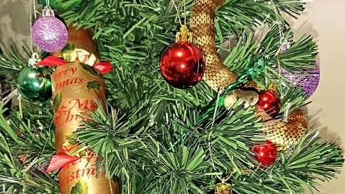 Rắn độc dài một mét uốn lượn trên cây thông Noel