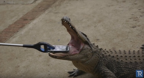 "Thót tim" khi cho cá sấu thử độ bền iPhone 7