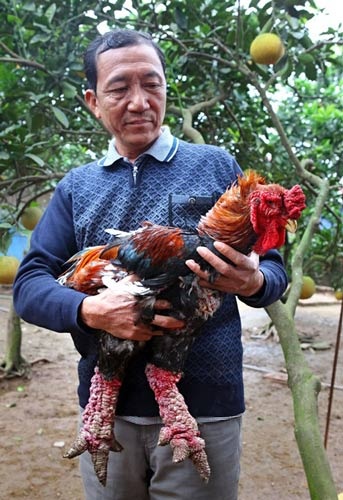 Làm giàu từ mô hình nuôi gà Đông Tảo