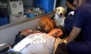 Hai chú chó quấn quýt theo ông chủ bị thương vào bệnh viện
